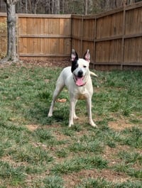Parker - Louisiana Litter - Photo 17