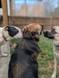 Parker - Louisiana Litter - Photo 5