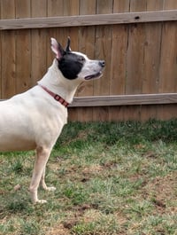 Parker - Louisiana Litter - Photo 6