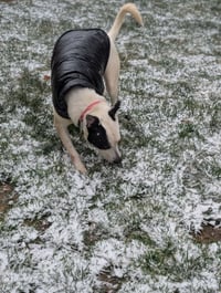 Parker - Louisiana Litter - Photo 18