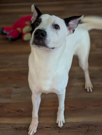 Parker - Louisiana Litter - Photo 12