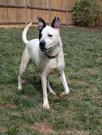 Parker - Louisiana Litter - Photo 7