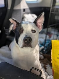 Parker - Louisiana Litter - Photo 4