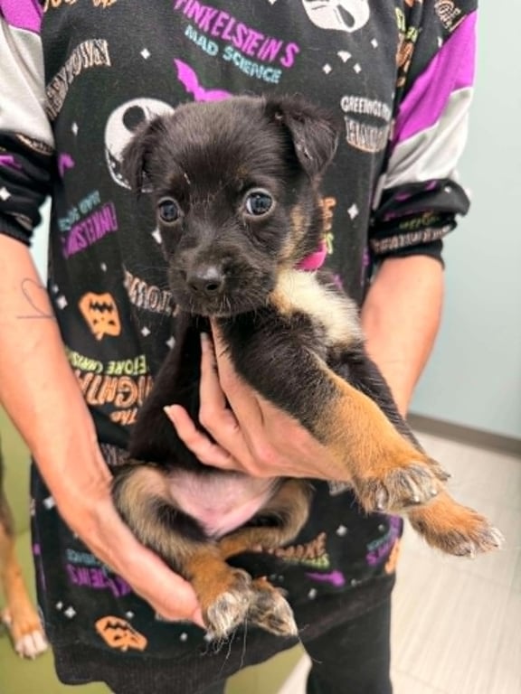 Shadow- Twitch Team Litter Image