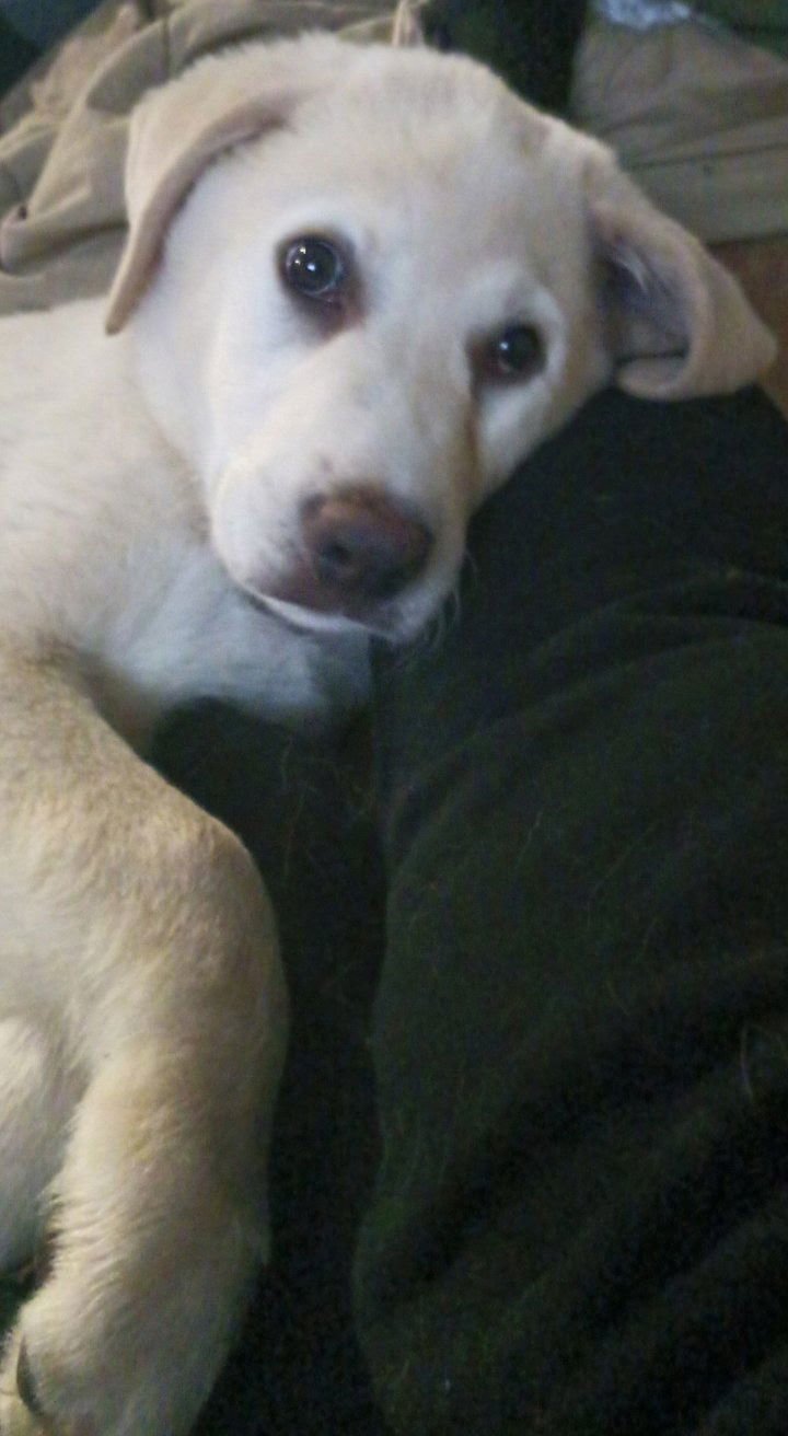 WINSTON - Great Pyrenees / Labrador Retriever available for adoption