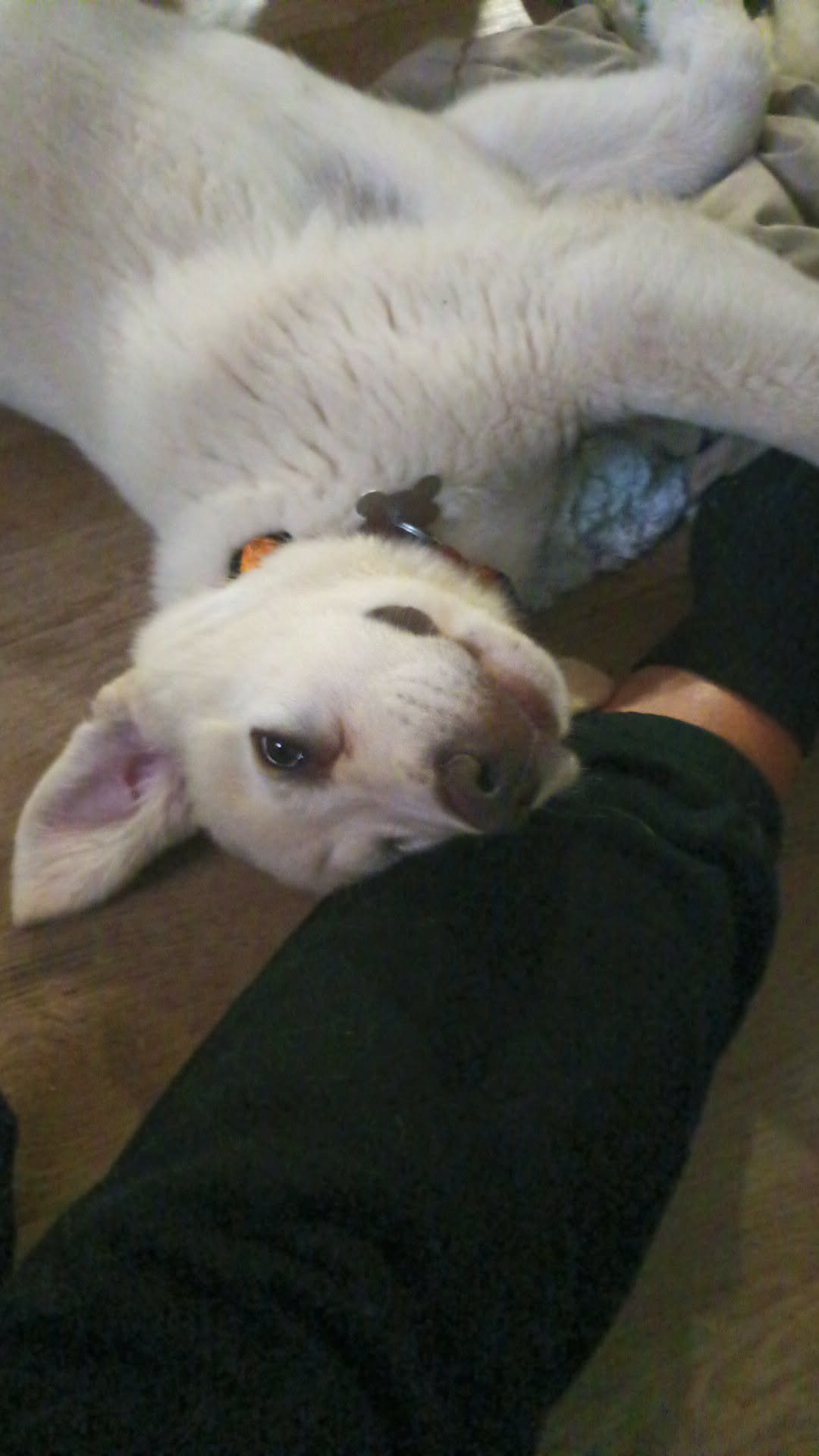 WINSTON - Great Pyrenees / Labrador Retriever available for adoption