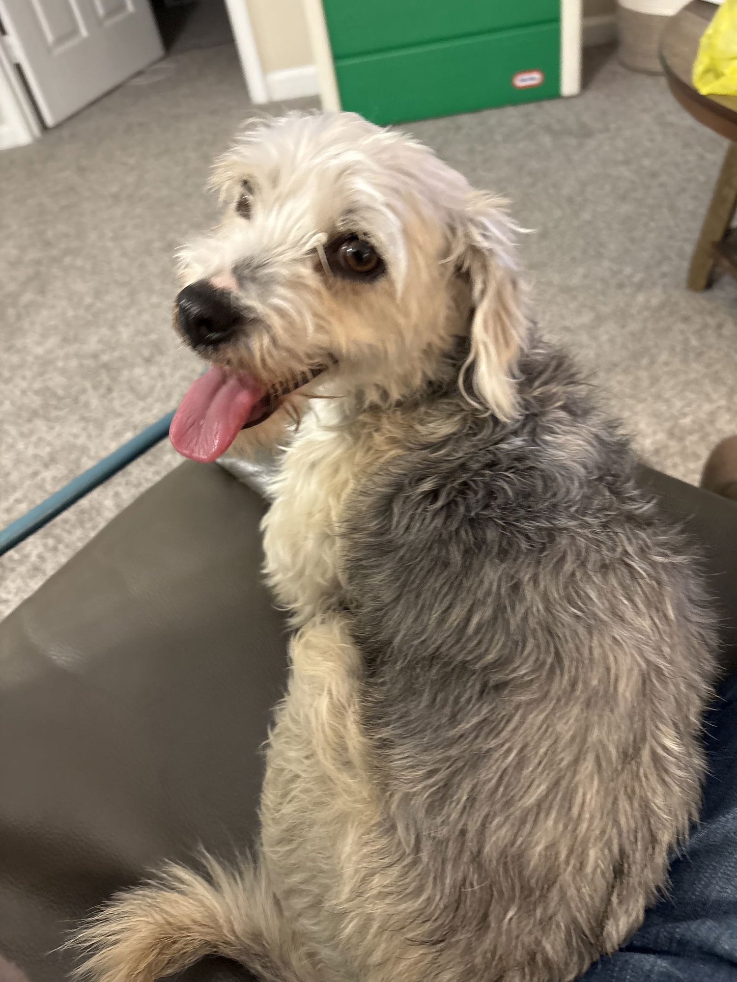 GUS - Yorkshire Terrier Yorkie / Poodle (Miniature) available for adoption