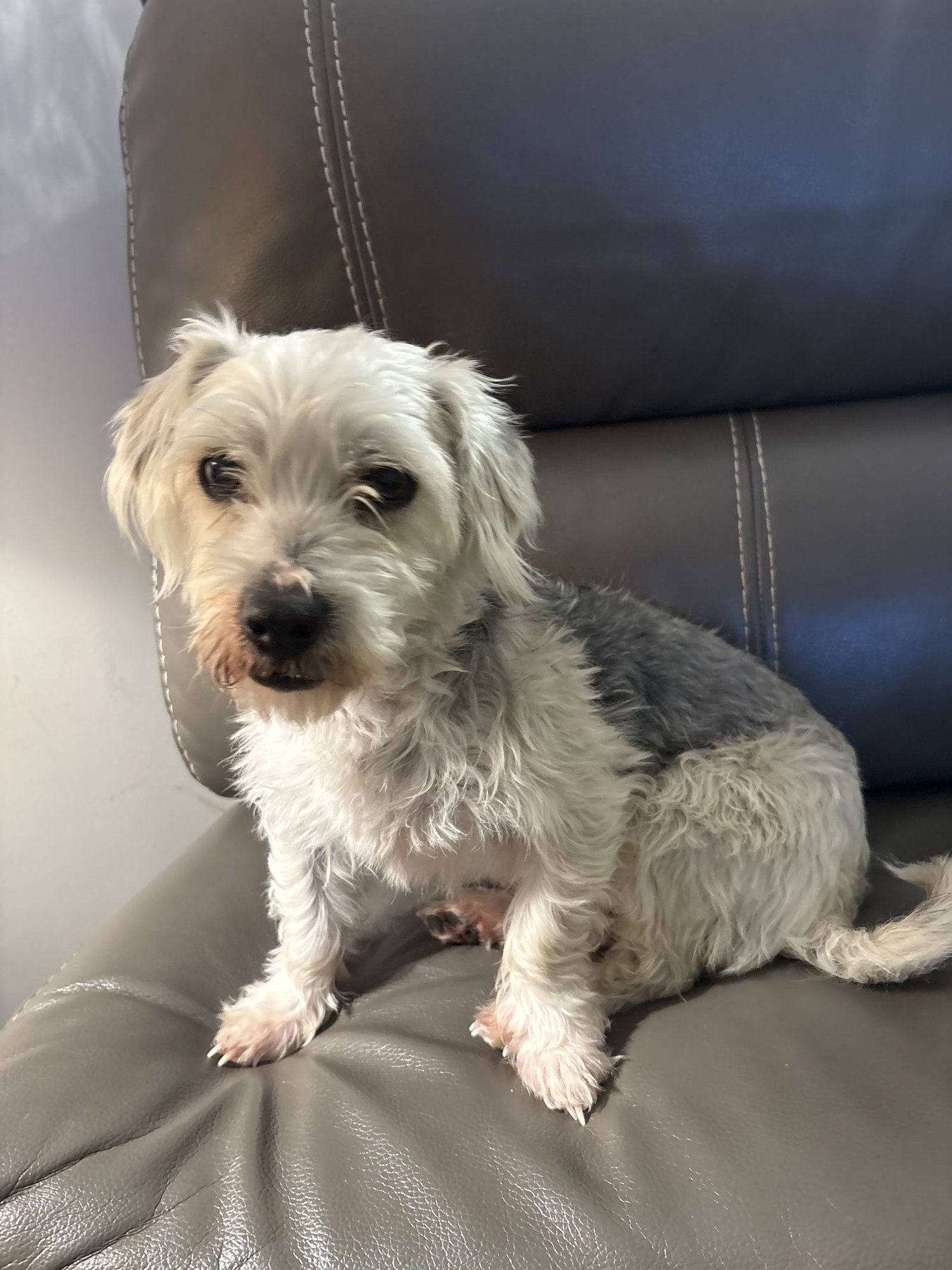 GUS - Yorkshire Terrier Yorkie / Poodle (Miniature) available for adoption