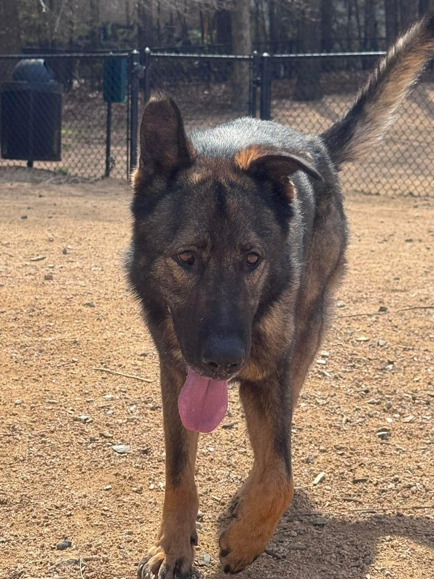 MUFASA - German Shepherd Dog available for adoption
