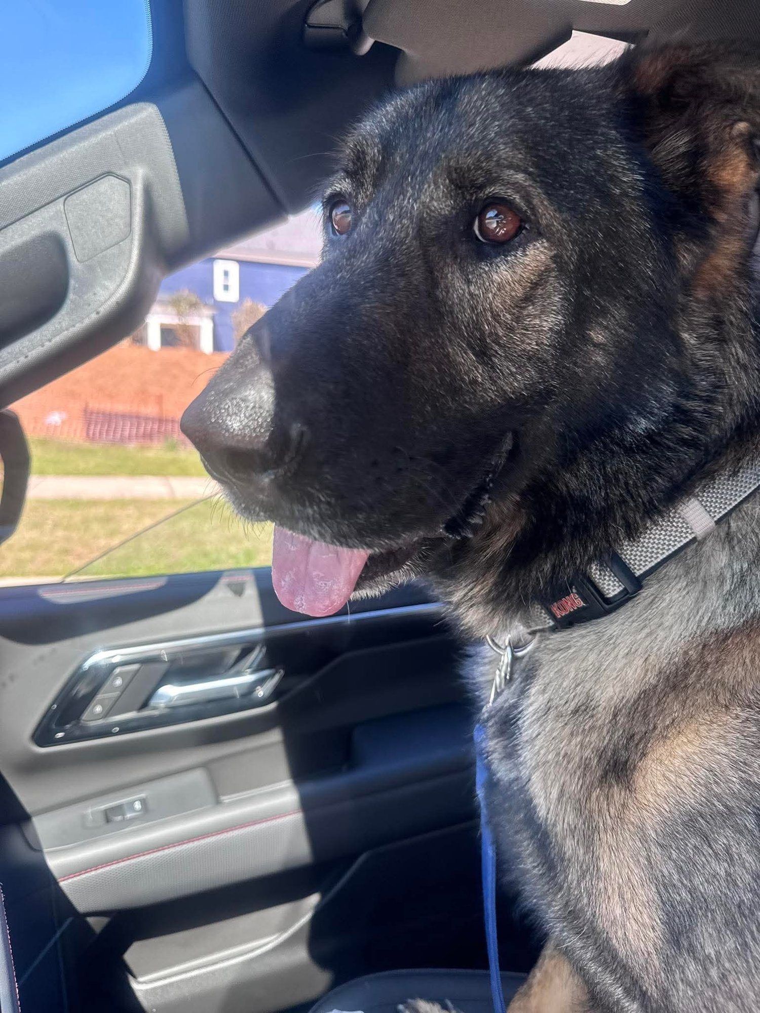 MUFASA - German Shepherd Dog available for adoption