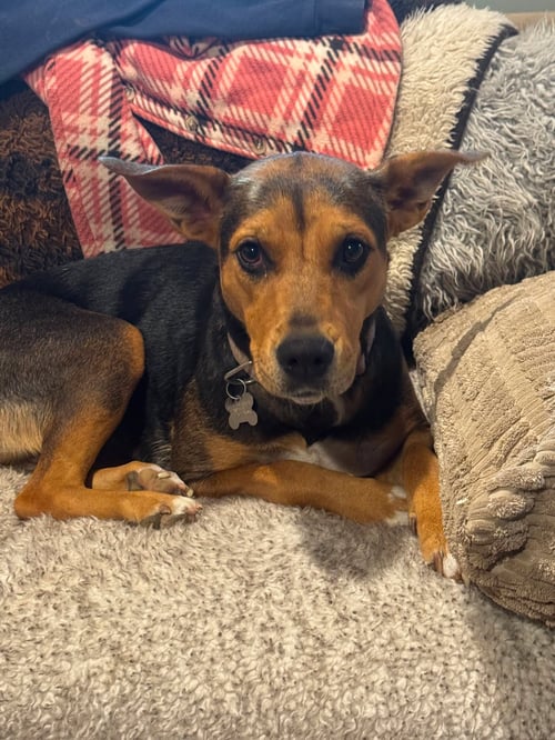 PEACE - Shepherd / Hound available for adoption