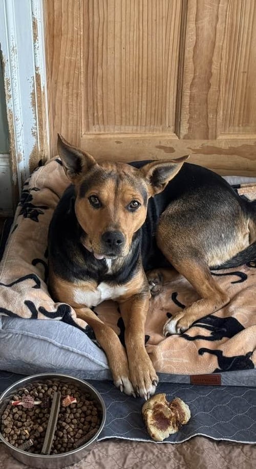 PEACE - Shepherd / Hound available for adoption