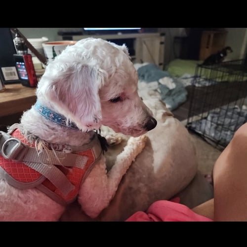 MARVIN - Poodle (Standard) / Terrier available for adoption