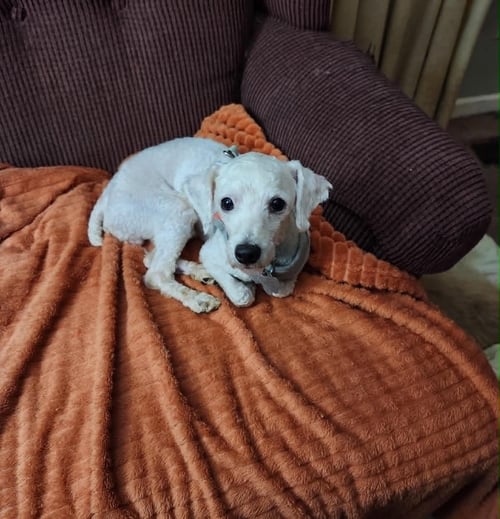 MARVIN - Poodle (Standard) / Terrier available for adoption