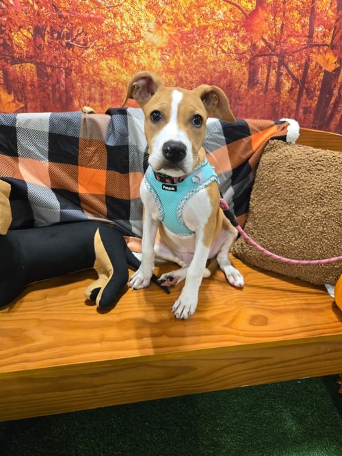BETSY ROSS - American Staffordshire Terrier / Terrier available for adoption