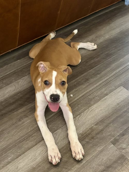 BETSY ROSS - American Staffordshire Terrier / Terrier available for adoption