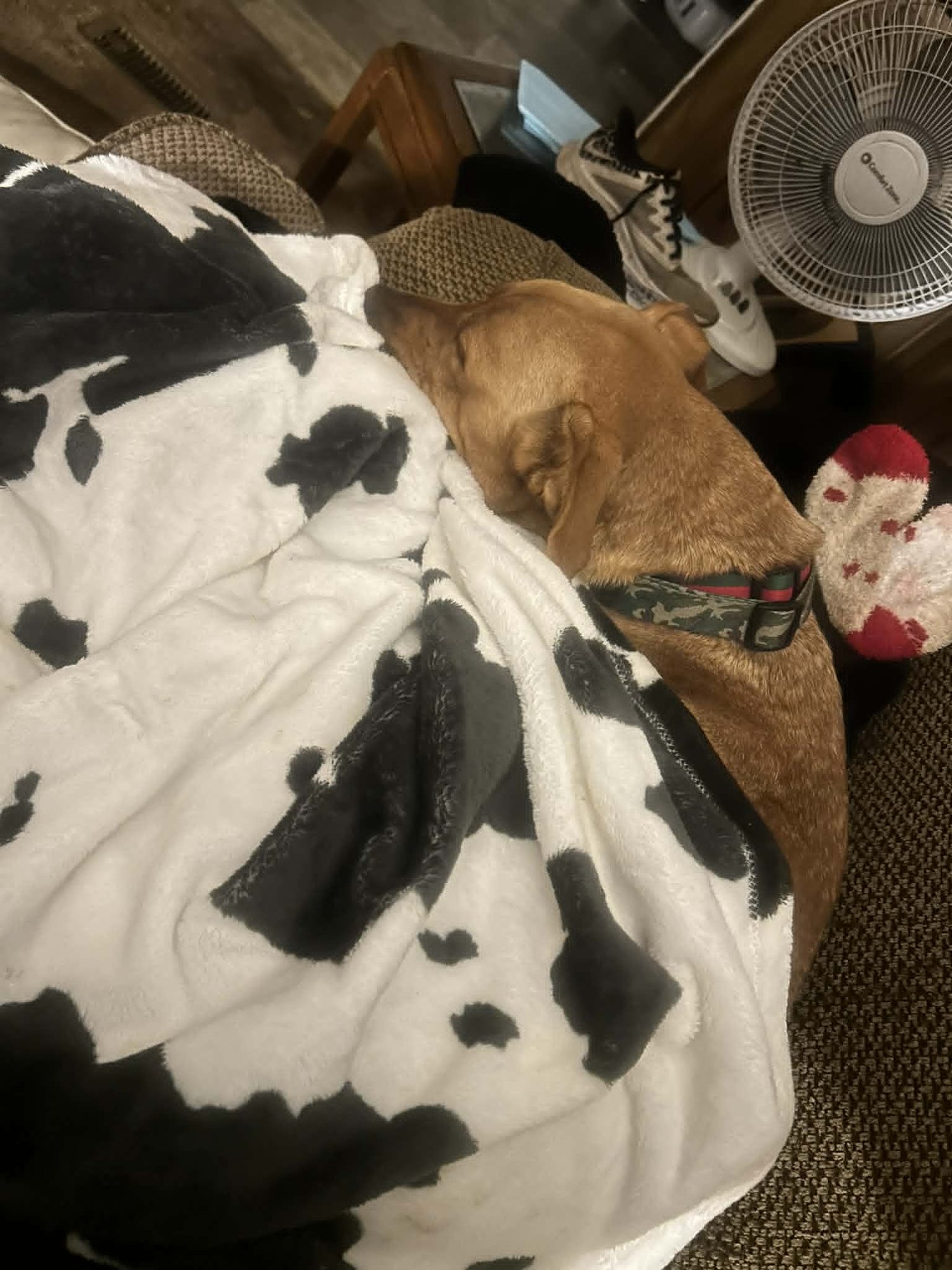 MODELO - BEER LITTER MOM - Shepherd / Hound available for adoption