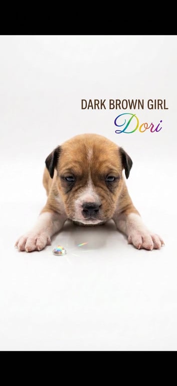 Dori- nemo litter Image
