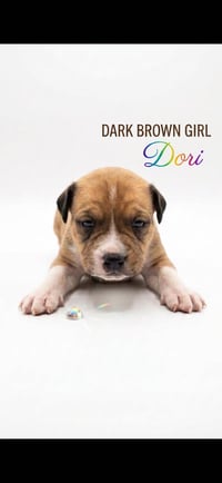 Dori- nemo litter - Photo 1