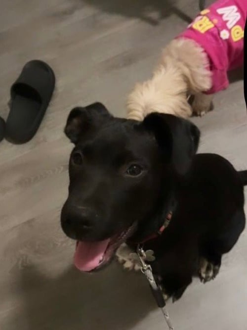 SHIITAKE (WOODS LITTER) - Labrador Retriever / Shepherd available for adoption