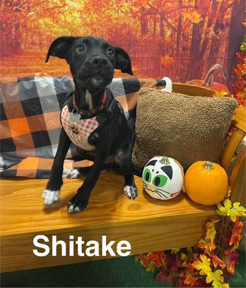 SHIITAKE (WOODS LITTER) - Labrador Retriever / Shepherd available for adoption