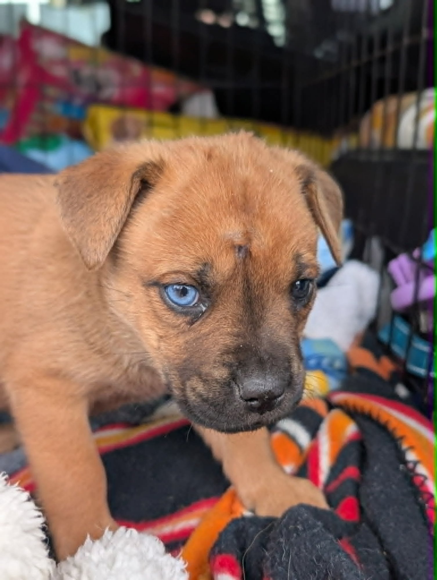 SIERRA - BEER LITTER - Shepherd / Hound available for adoption