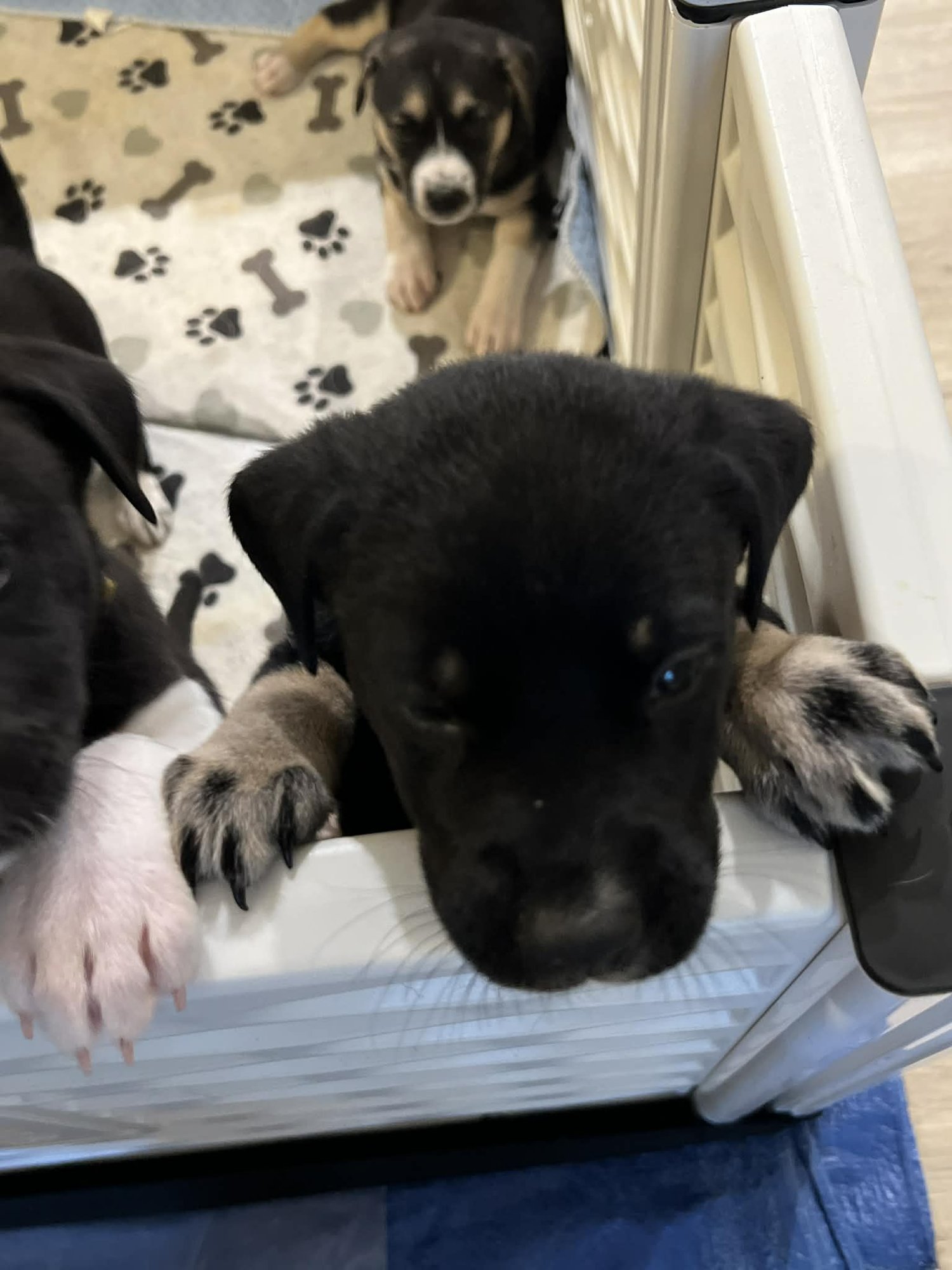 LILY - FLOWER POWER LITTER - Labrador Retriever / American Pit Bull Terrier available for adoption