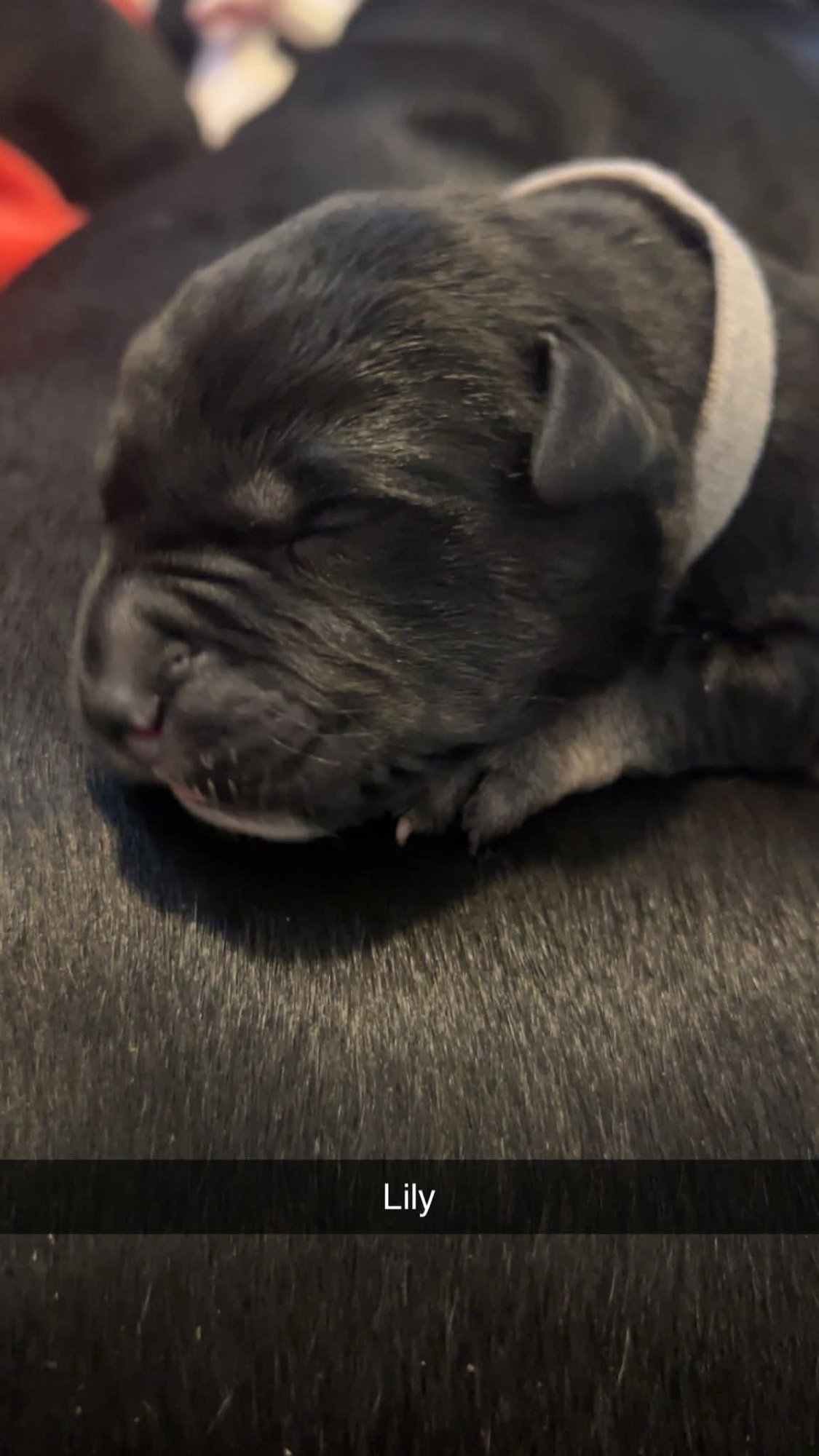 LILY - FLOWER POWER LITTER - Labrador Retriever / American Pit Bull Terrier available for adoption