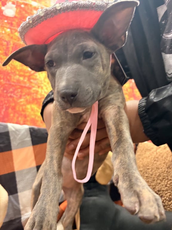 S'mores (Camping Litter) Image