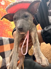 S'mores (Camping Litter) - Photo 1