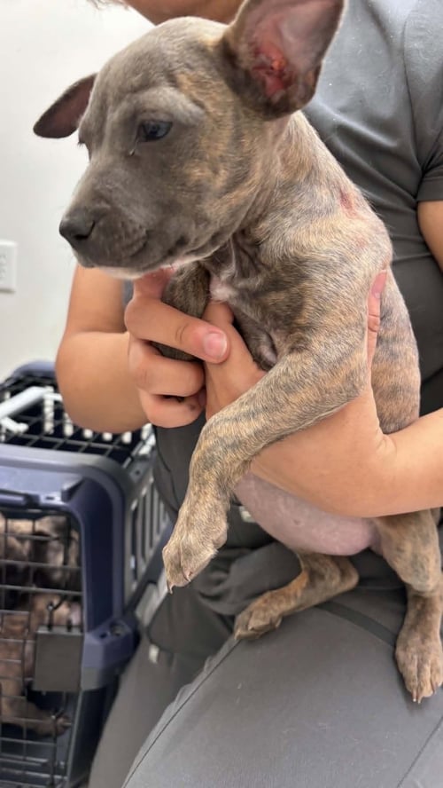 S'MORES (CAMPING LITTER) - American Staffordshire Terrier / Hound available for adoption