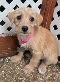 Bonnie - "B" Litter - Photo 3