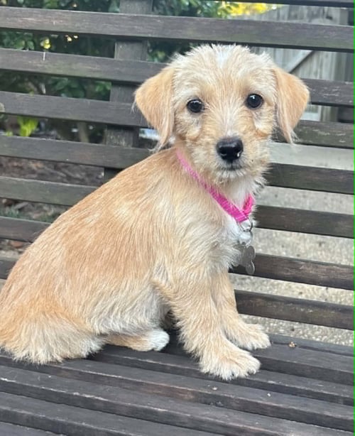 BONNIE - "B" LITTER - Terrier / Dachshund available for adoption