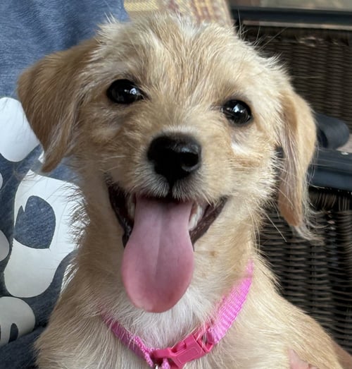 BONNIE - "B" LITTER - Terrier / Dachshund available for adoption