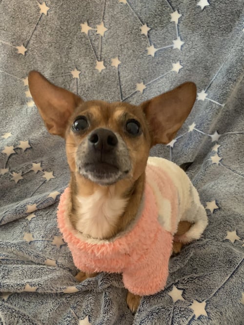 FREYA - Chihuahua available for adoption