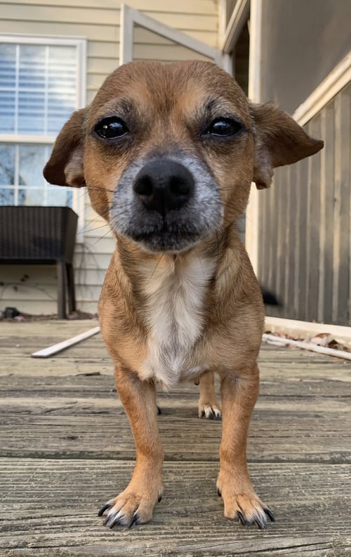 FREYA - Chihuahua available for adoption