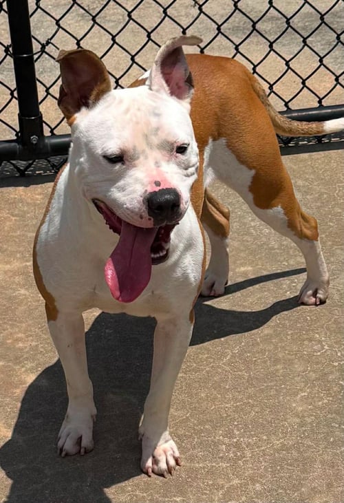 KIYA - American Pit Bull Terrier / Staffordshire Bull Terrier available for adoption