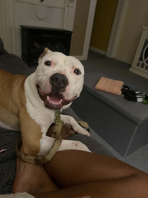 KIYA - American Pit Bull Terrier / Staffordshire Bull Terrier available for adoption