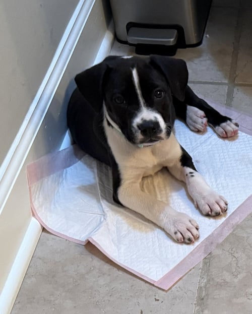 MILKYWAY  CANDY LITTER (TRIXIE MOM) - Terrier / American Staffordshire Terrier available for adoption
