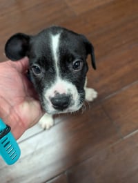 Milkyway  Candy Litter (Trixie mom) - Photo 1
