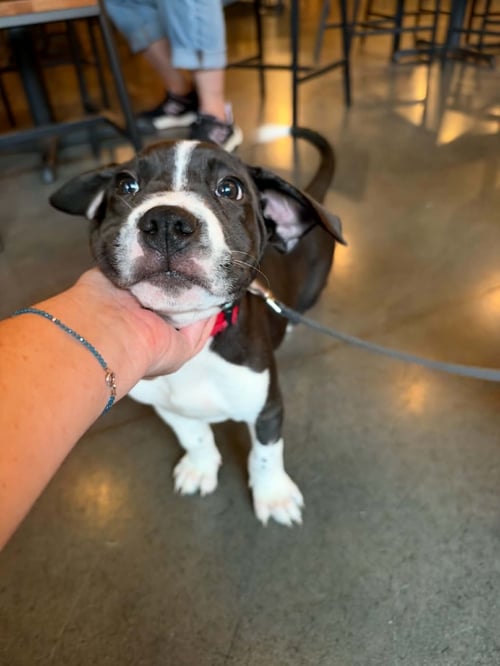 MILKYWAY  CANDY LITTER (TRIXIE MOM) - Terrier / American Staffordshire Terrier available for adoption