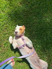Gravy (Mama) - Photo 3