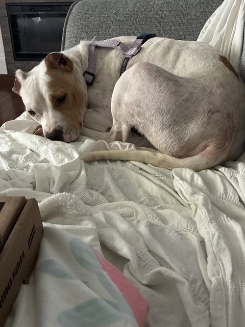 GRAVY (MAMA) - Hound / American Pit Bull Terrier available for adoption