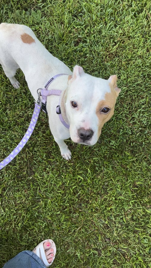 GRAVY (MAMA) - Hound / American Pit Bull Terrier available for adoption