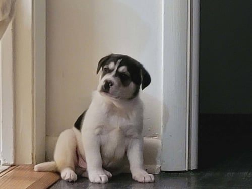 JACKSON - Labrador Retriever available for adoption