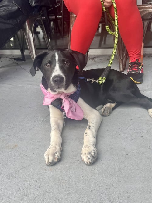 ROSCOE - Labrador Retriever / Hound available for adoption