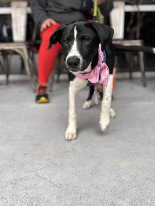ROSCOE - Labrador Retriever / Hound available for adoption