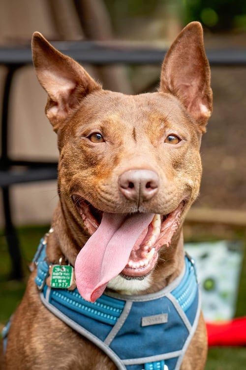 DAY DAY - Terrier / Cattle Dog available for adoption