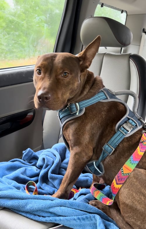 DAY DAY - Terrier / Cattle Dog available for adoption