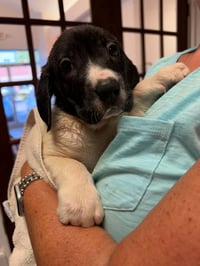 Hunter - Halloween Litter - Photo 3